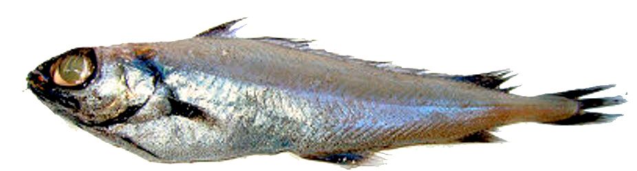 Mora moro_02123.jpg